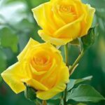 21 de marzo: Día Mundial del Síndrome de Down