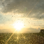 Ejército detiene minibús con 21 indocumentados en San Juan de la Maguana